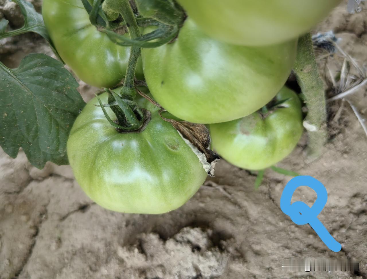 自然成熟的西红柿有没有籽?当然有。而且自然成熟的西红柿籽，才更适合在其成熟后留