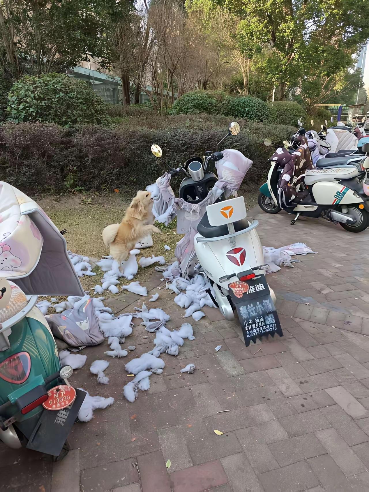 这只哈士奇太坏了，拆家拆到电瓶车上了，还能再要它吗？