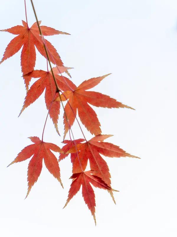 上联：秀发飘，枫叶娇，霞光几抹伊人俏；下联：青丝舞，菊香绕，暮色千重佳丽妙。