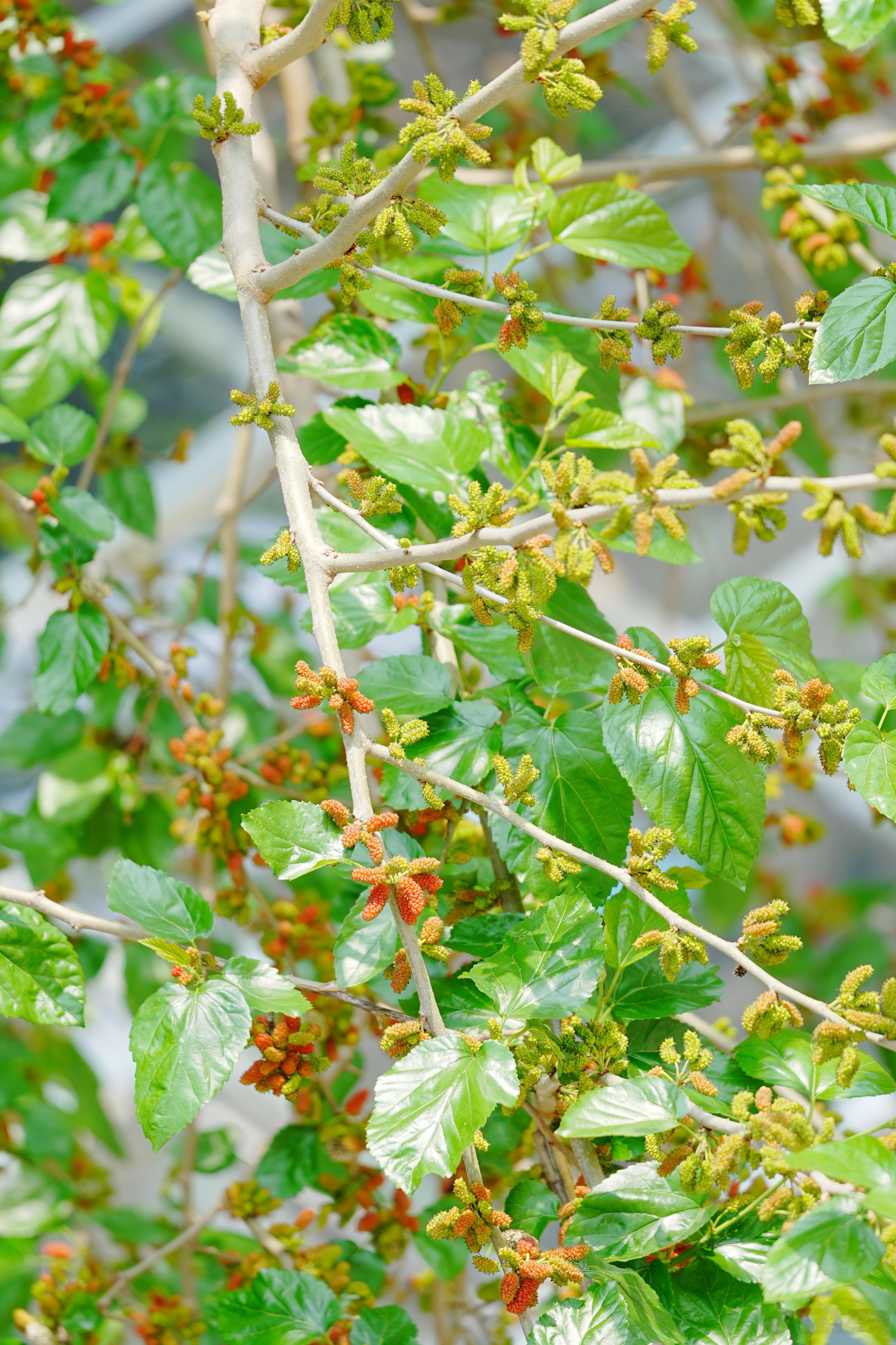 眼见着窗外的桑葚红了蜗的摄影日记桑葚