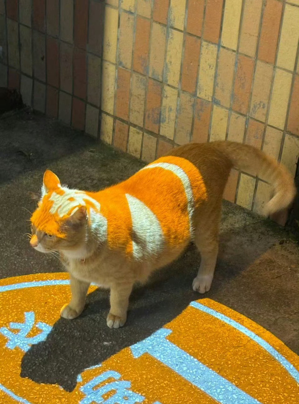 漫画派小猫🐈🤩​​​