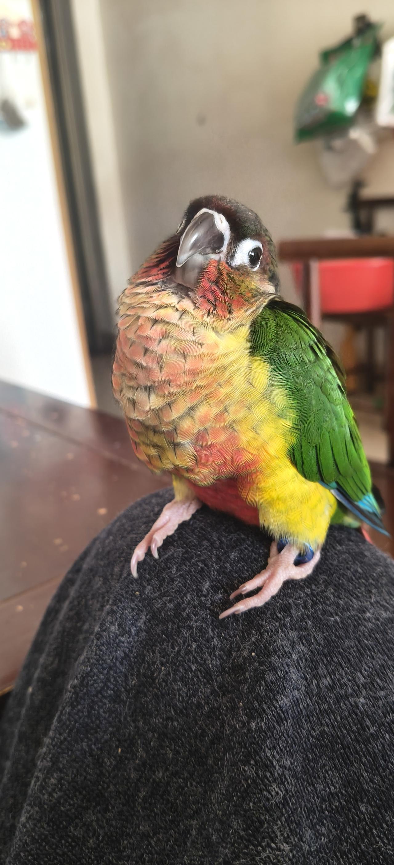 这娃，只吃奶睡觉，吃完就睡，睡醒就吃，这一早上的吃了三顿奶了，养不起呀