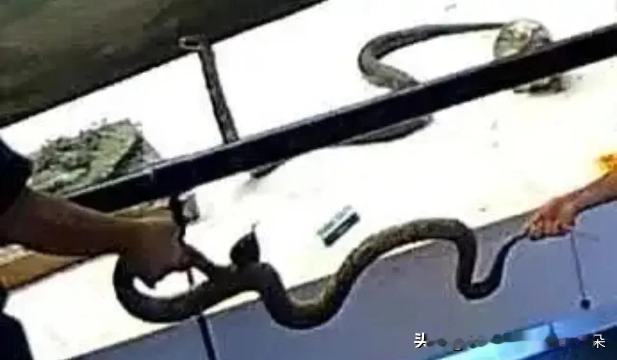 监控拍下骇人一幕：父亲递标本给孩子“玩”，国家动物博物馆怒了！两个孩子手抓脚