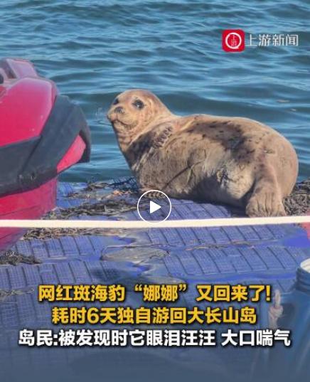 解释不清了！娜娜又游回来了！6天前刚被送走，自己又吭哧吭哧游回，眼泪汪汪找人