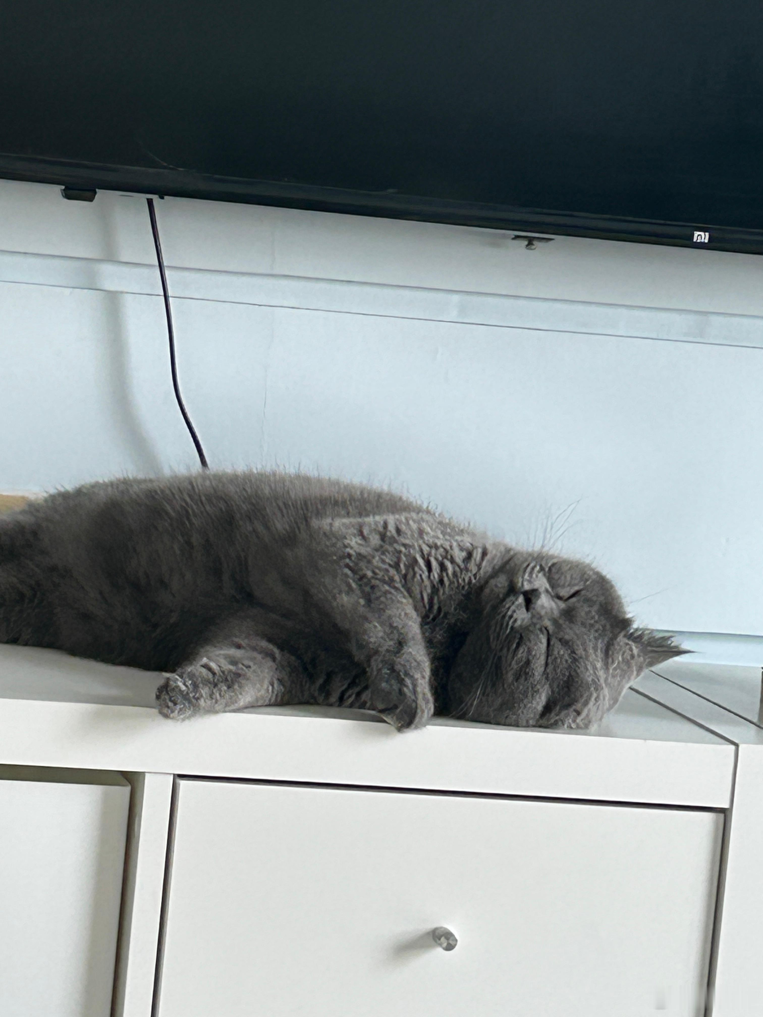 那小猫咪真是很懂生活了～