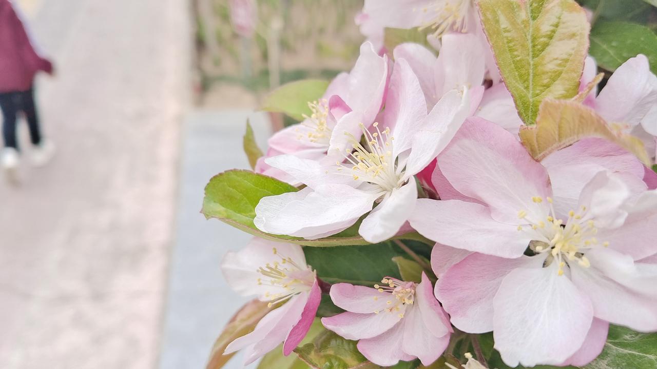 春日暖阳下，粉嫩樱花绽放，美不胜收！🌸🌸🌸在这烂漫的春日里，除了粉嫩樱花，