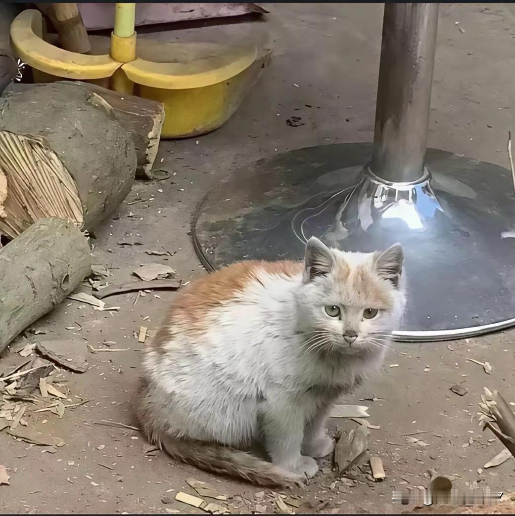 全网心疼！捡破烂大爷省吃俭用，却把流浪猫宠成宝寒风里蹬三轮的收废品大爷，怀