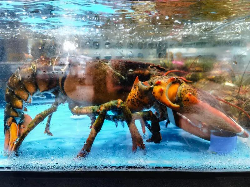 英国出台了新规定，不准煮龙虾螃蟹。国外有许多奇葩的规定，比如不准给猪放血。以前