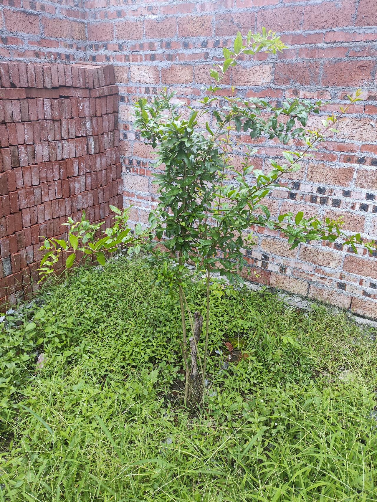 有粉丝问，赖师傅，请看这俩棵石榴树要不要修剪？怎么管理？从目前来看，石榴树还很小