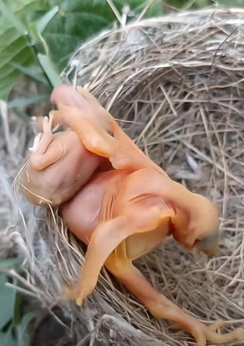 人性从无进步退步：自私是刻在基因里的生存本能。有人争论人性是进步还是退步，在我