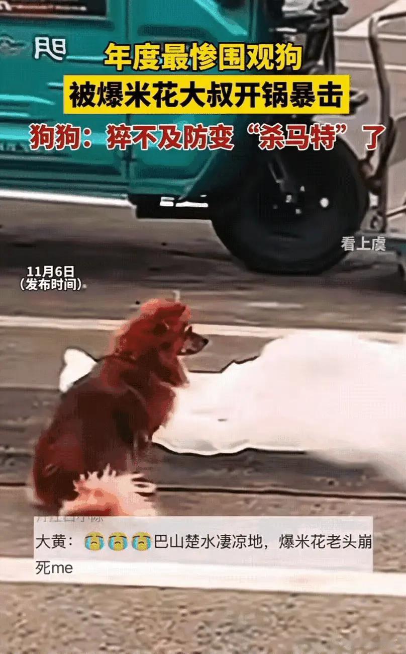 安徽一只狗子因好奇心喜提“杀马特”造型的事件，近期在网络上引发了众多网友的关注和