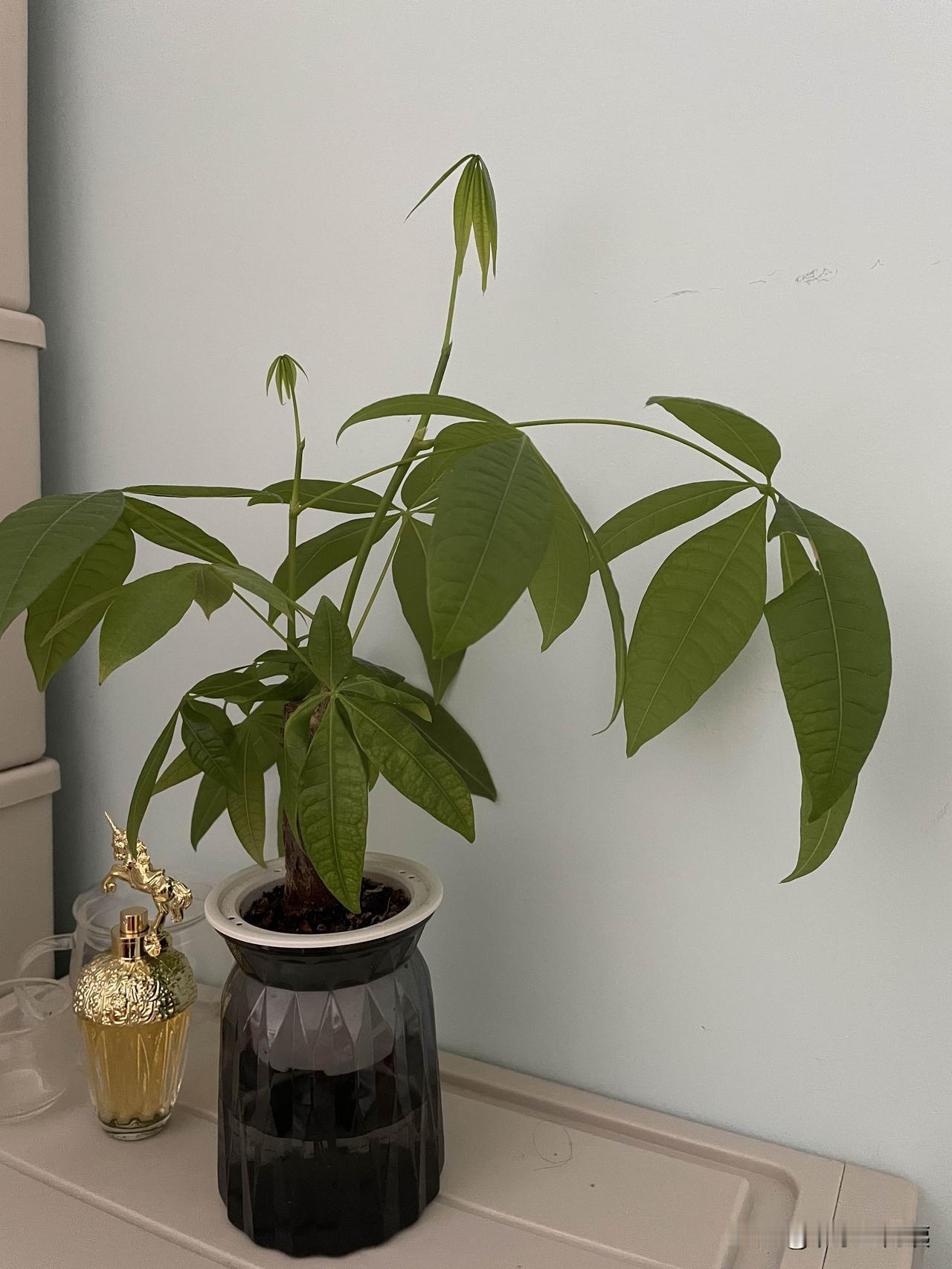 你觉得在家中养花有哪些好处呢?现在大多数家中都喜欢养花。家里养花，不啻为生活