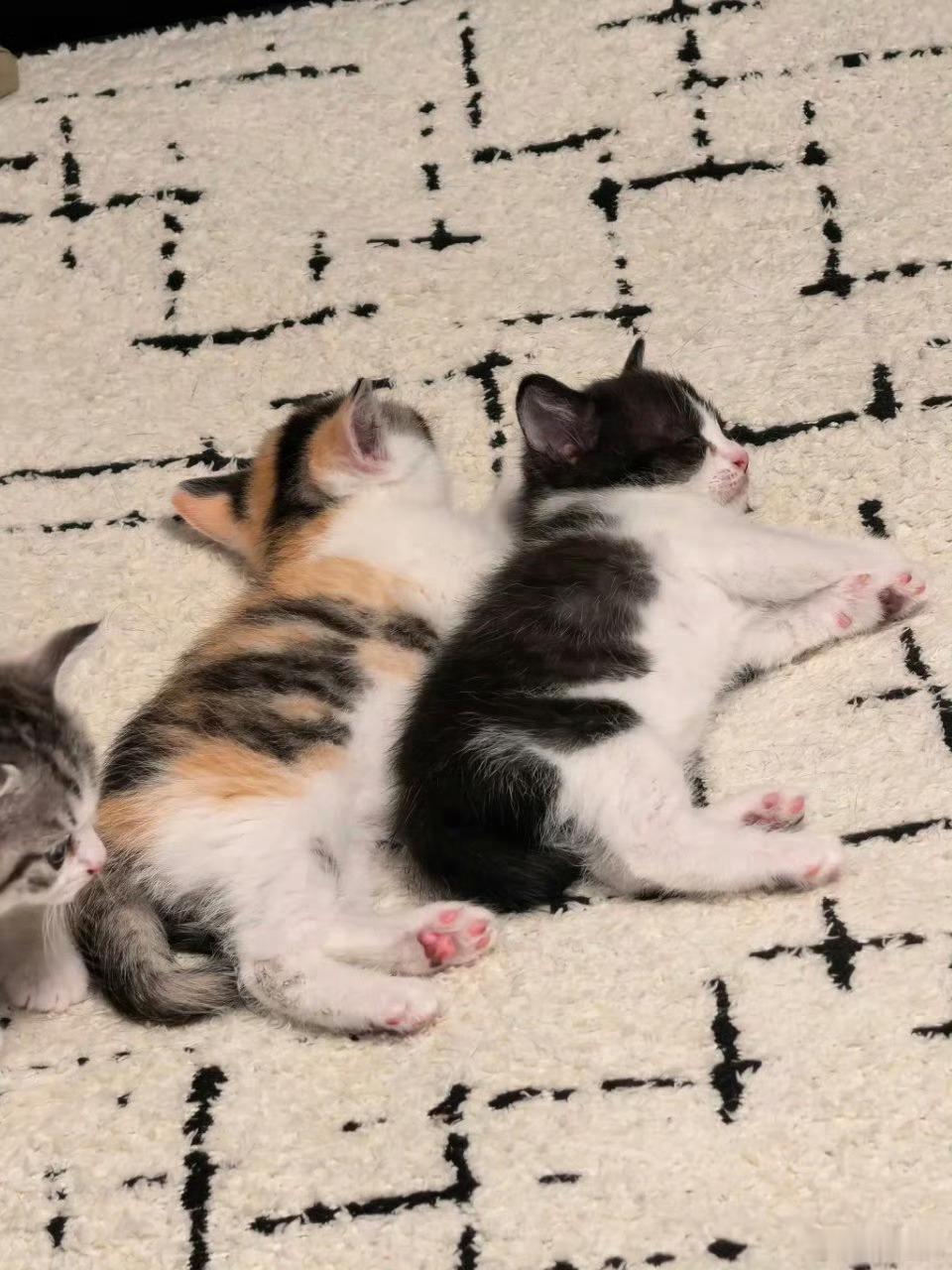 再冷漠的人看到这个画面都会心软