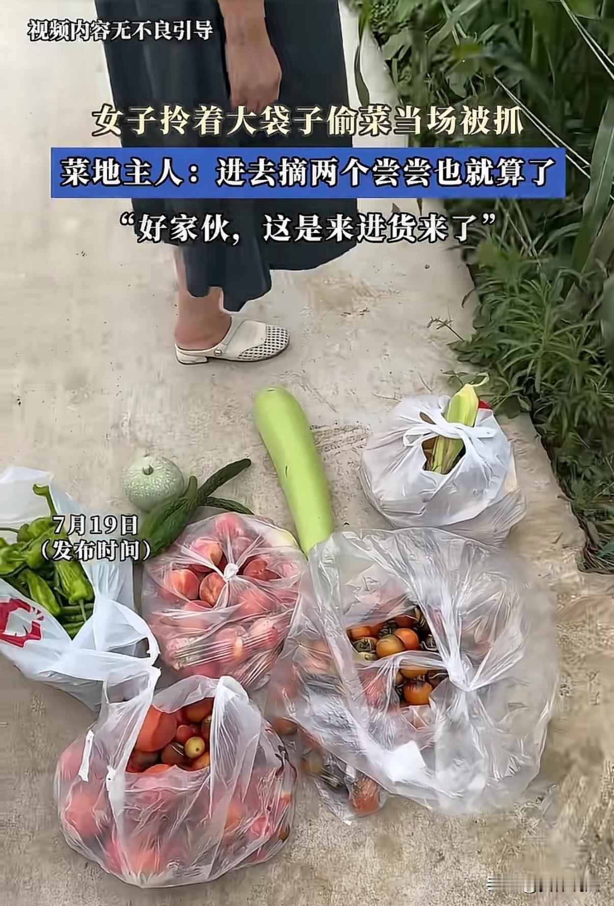 一大妈大白天进入他人菜地里摘菜，摘了满满几大袋子，临走时被菜地主人发现。“好