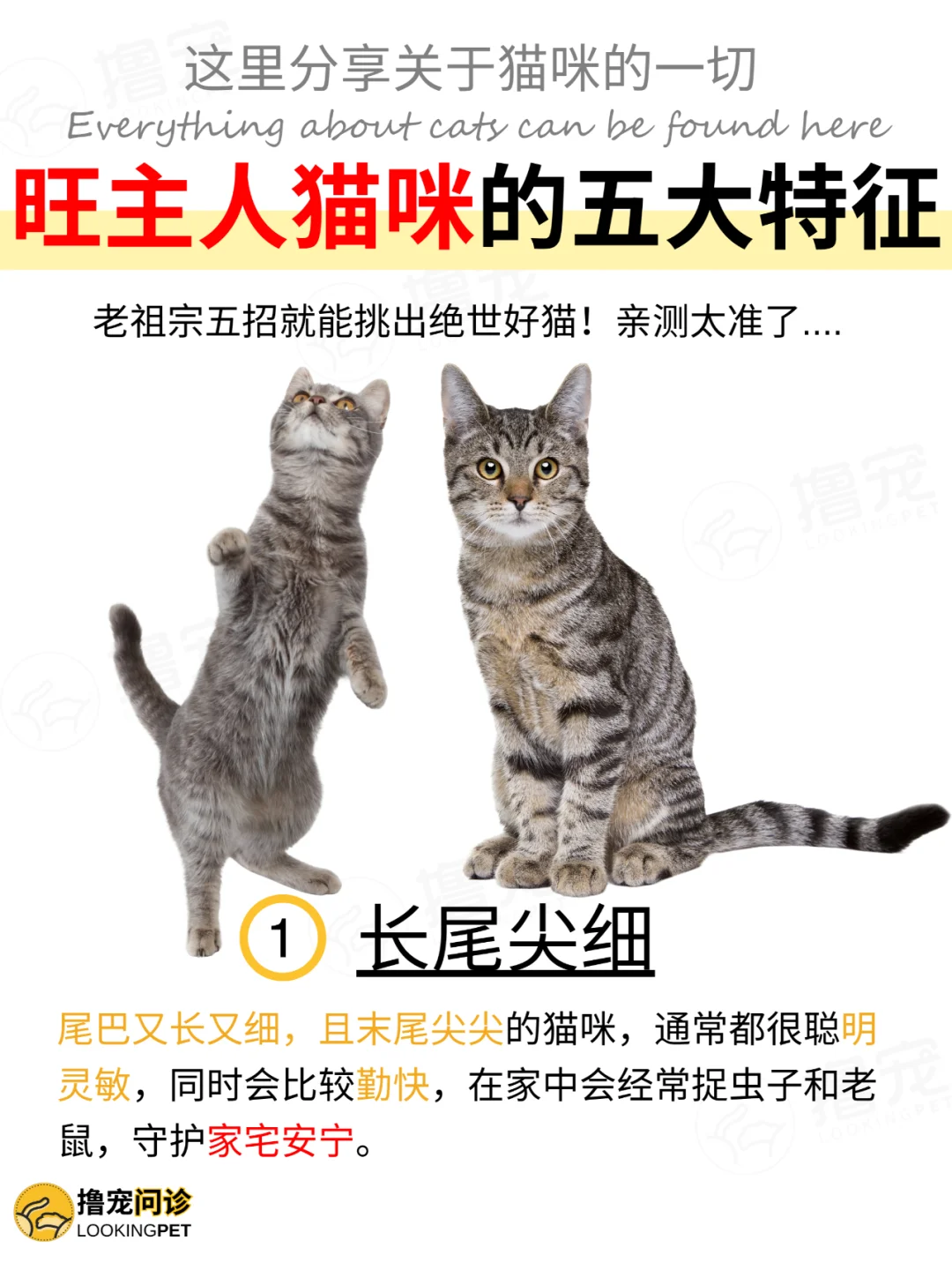 老祖宗：中一个就是好猫❗你家猫中几个❓