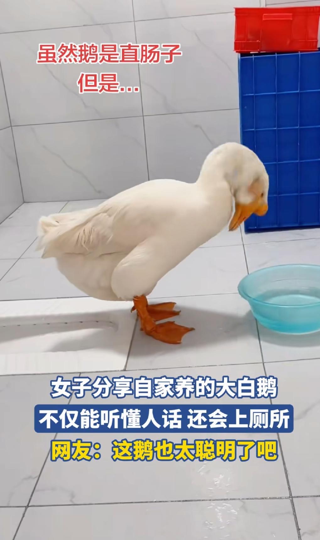 纯有病。