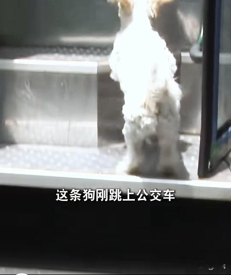 泪目了！一位老人多年前收养了一只流浪狗狗，老人夫妇一直对它呵护有加，非常疼爱它，