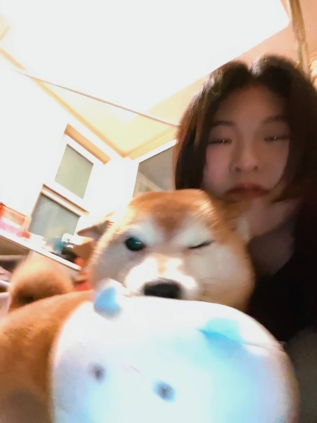 关于小狗具象化的爱