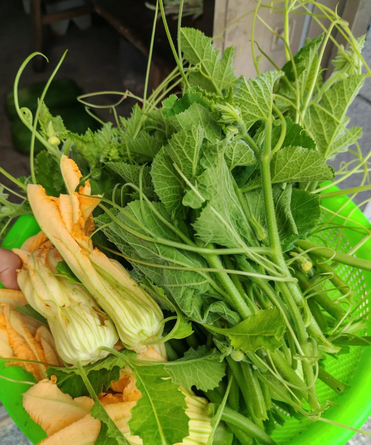 在老家就是好，吃什么都是纯生态的！！你看看，无论哪个犄角旮旯里冒出一些南瓜秧，都
