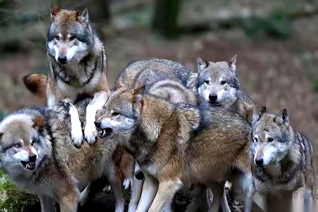 整个狼群，只有狼王有交配权。那剩下的公狼呢？一辈子给大哥养孩子，自己打光棍？别急