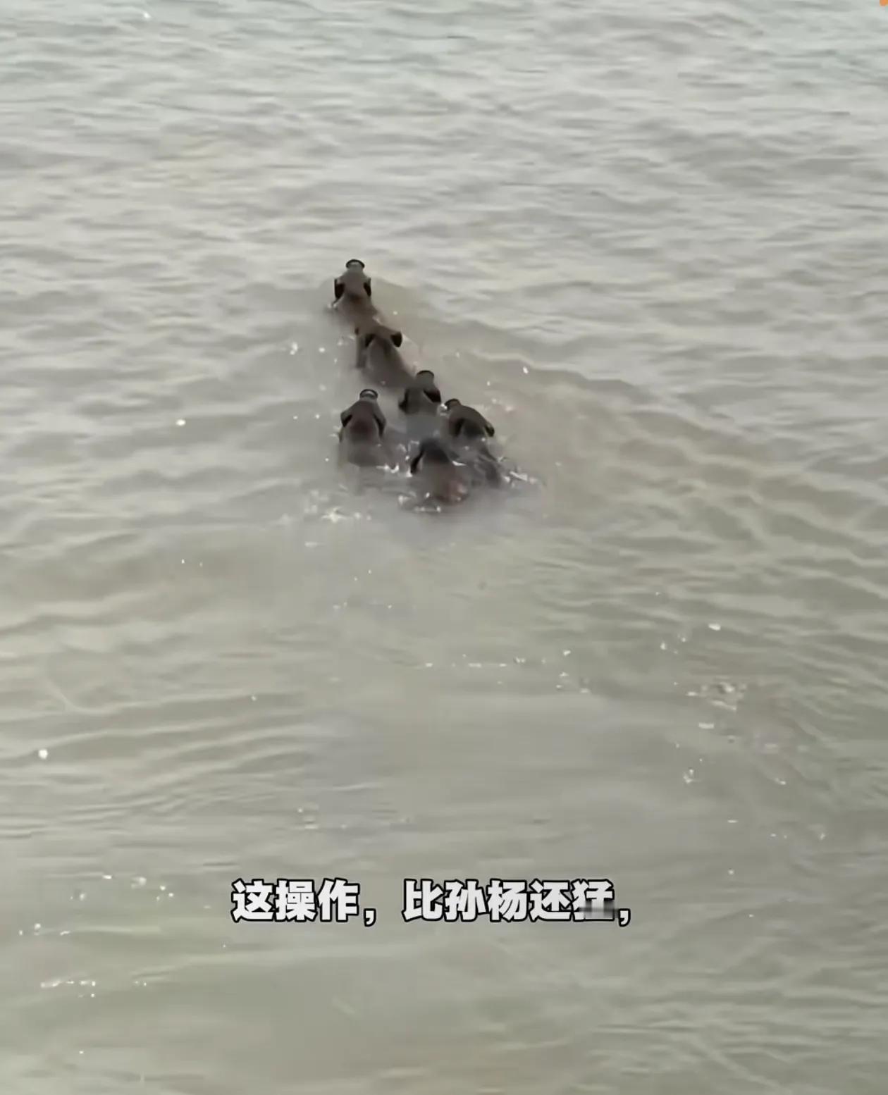 南京集体野猪过大江！长江大桥不收费，走一遍多实惠？不过还是要澄清一下，南京这