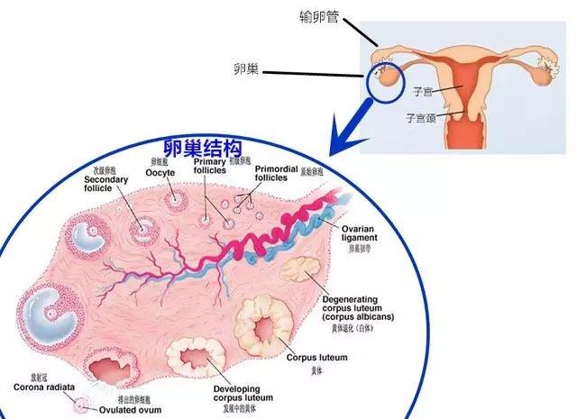 用力过猛? 女性突然下腹剧痛, 谨防卵巢黄体破裂!