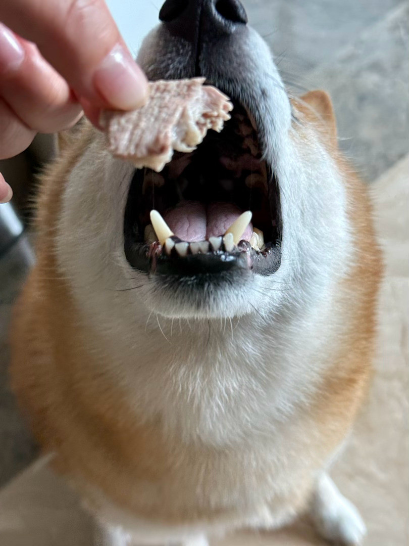 天天吃啥想的脑壳疼…随手拍萌宠的日常
