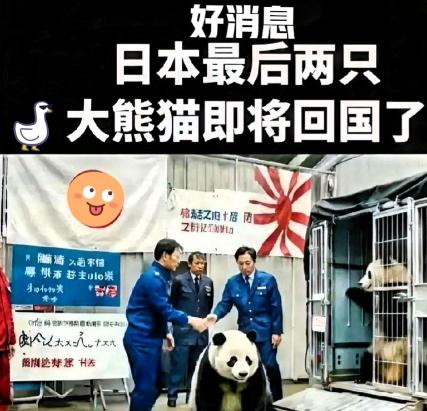 大熊猫要从日本接回中国了！2026年2月20日，注定是个让中日两国