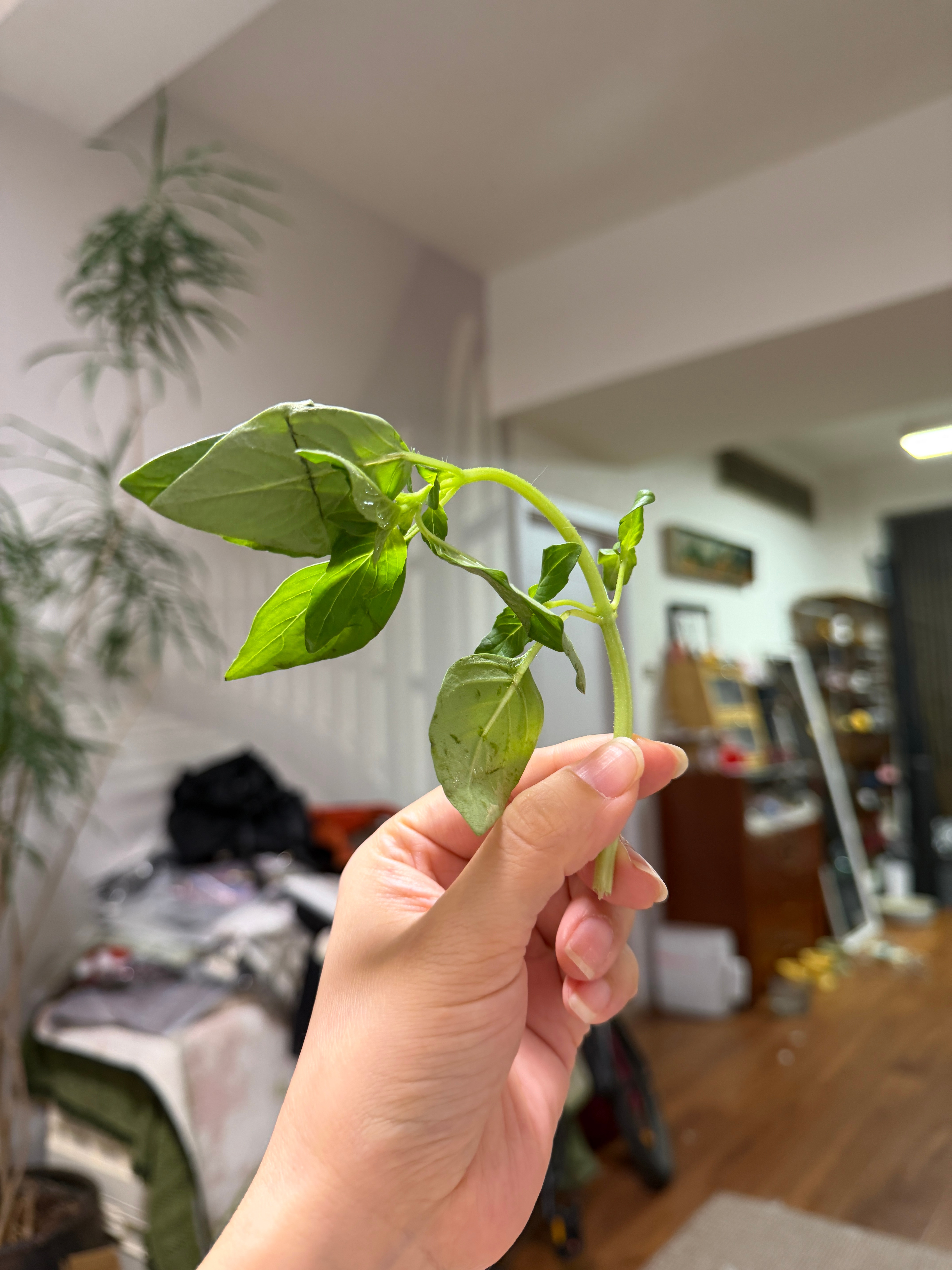 和我一起吃饭，我将会诚邀你和我一起大嚼荆芥！它真的很解腻！加上蒜汁——只有河南才