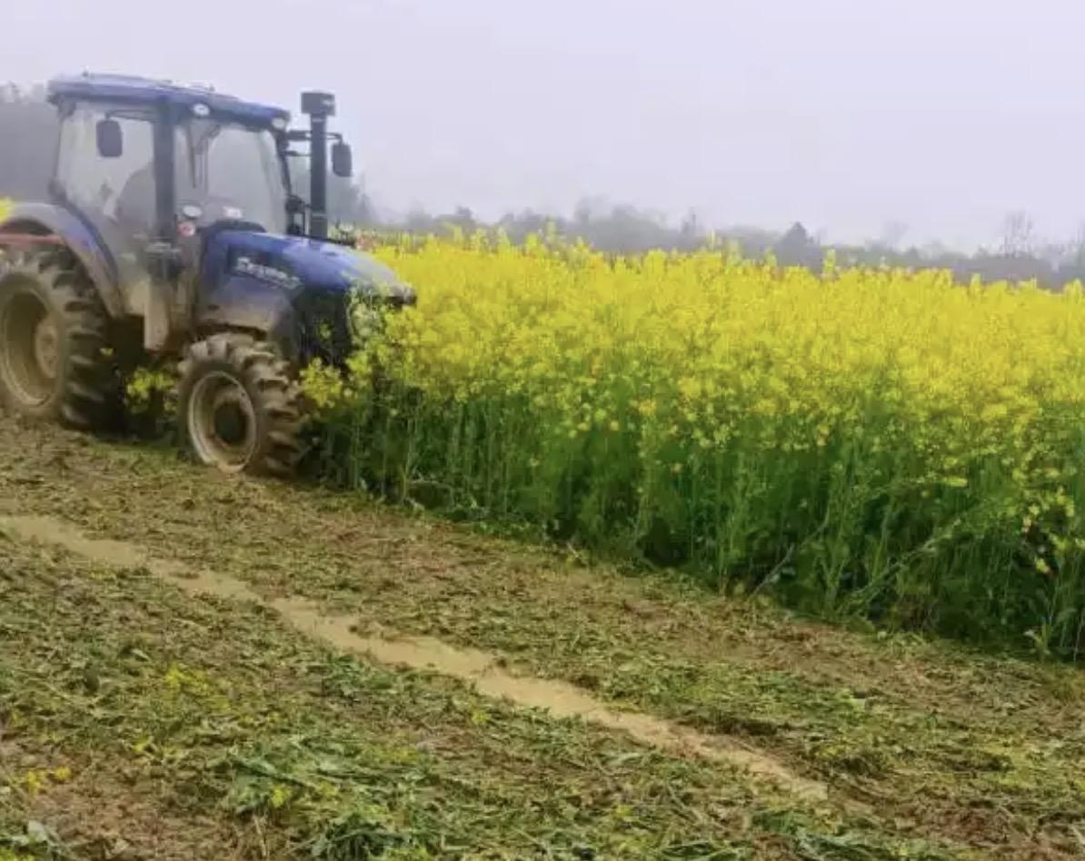 不管因为何种原因，你把30亩即将成熟的油菜给毁掉，这都是在造孽，都是在违法！事