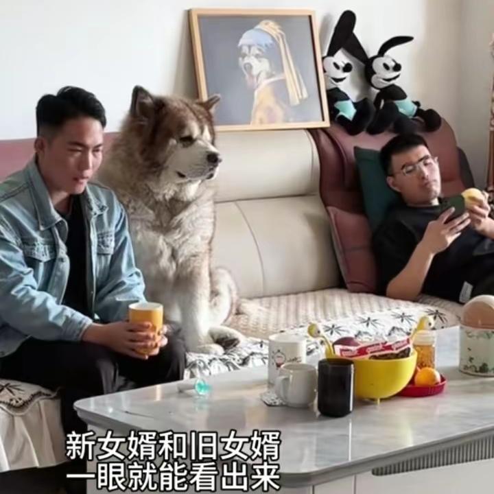 笑发财了！回娘家新女婿和旧女婿一对比，真的一眼就能看出来，评论区直接笑喷。