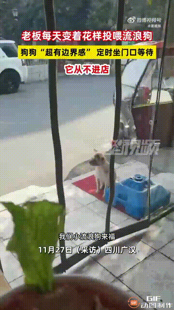 四川德阳一只流浪狗每天都准时来到一家餐馆门口，老板在门口放了一张地垫，小狗就蹲坐