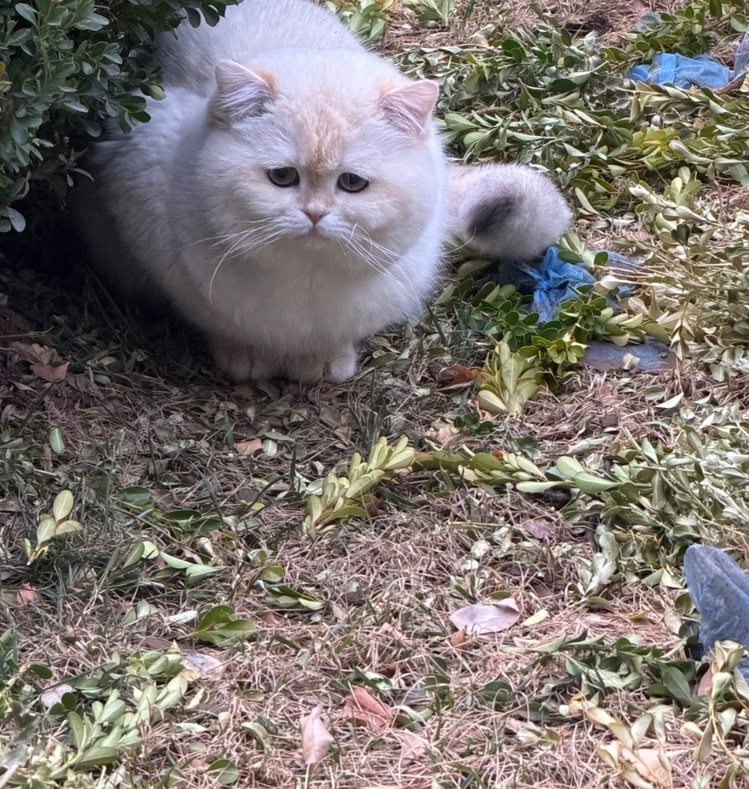 好委屈的小（胖）猫猫