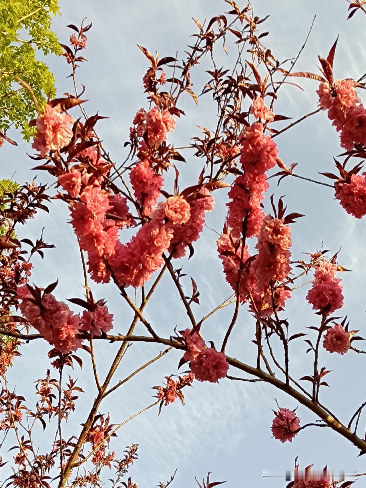 生活中的玄学：去理发（剪灾）多出去走走（走运）拥抱古老的大树（吸收灵气）