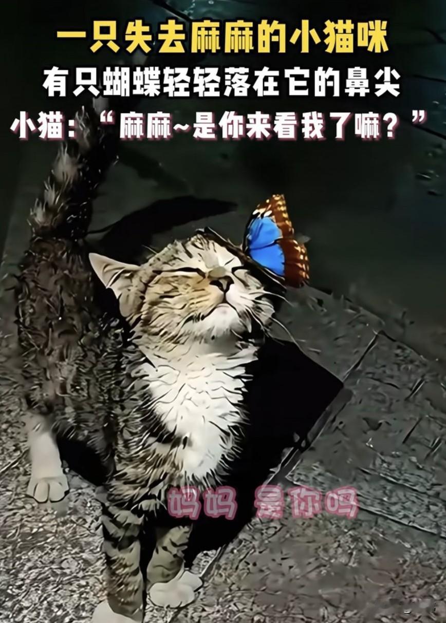 泪目了！一只流浪小猫一直跟着妈妈风餐露宿的流浪，可前不久猫妈妈被一群熊孩子给害了