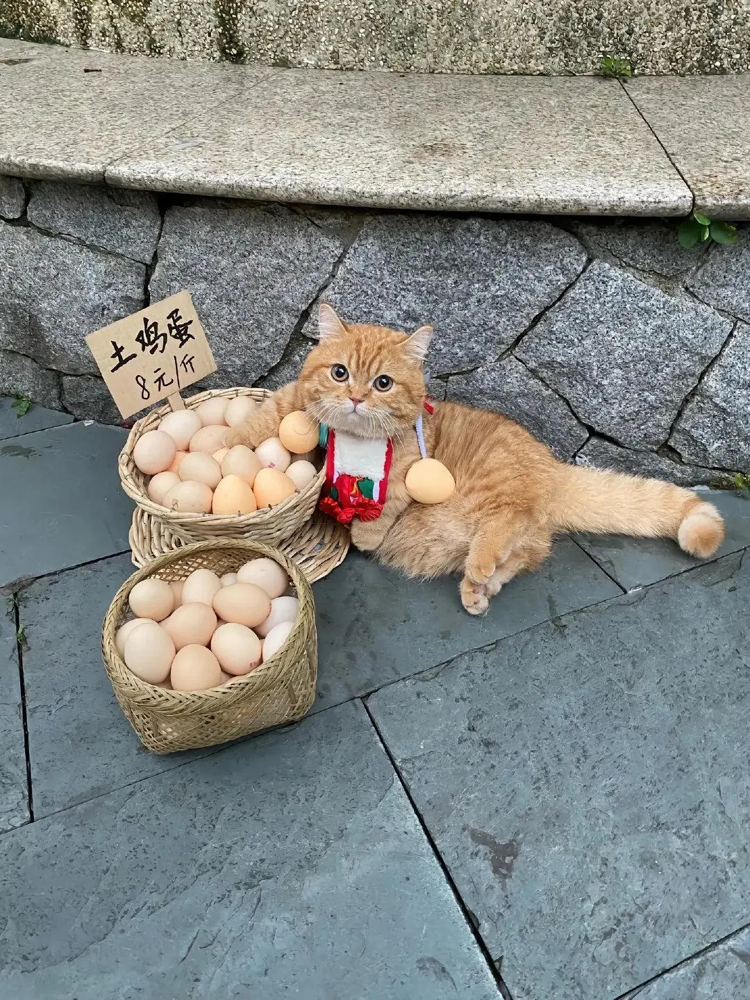 猫:买不买、不买收摊了。