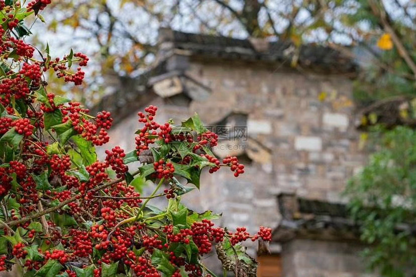 安徽·塔川｜“画家的伊甸园”到了秋日，一个叫塔川的地方真的可以