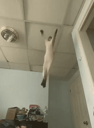 以防你们没见过猫猫骑士踢：​​​