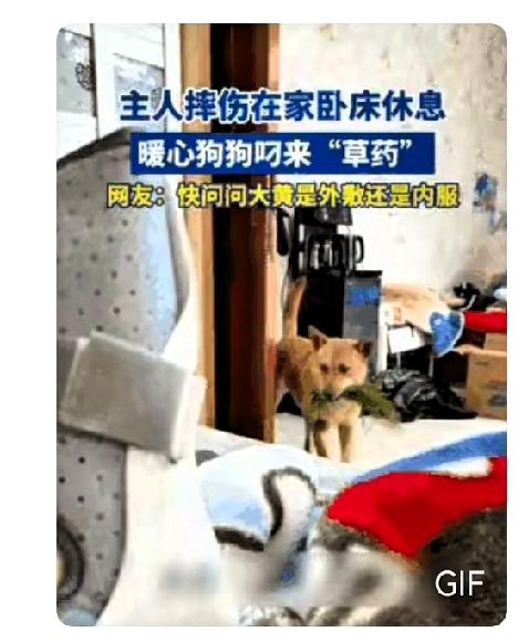 “解释不清了！”浙江，一男子摔伤在家养伤，家里的土狗见主人卧床不起，竟从外面​