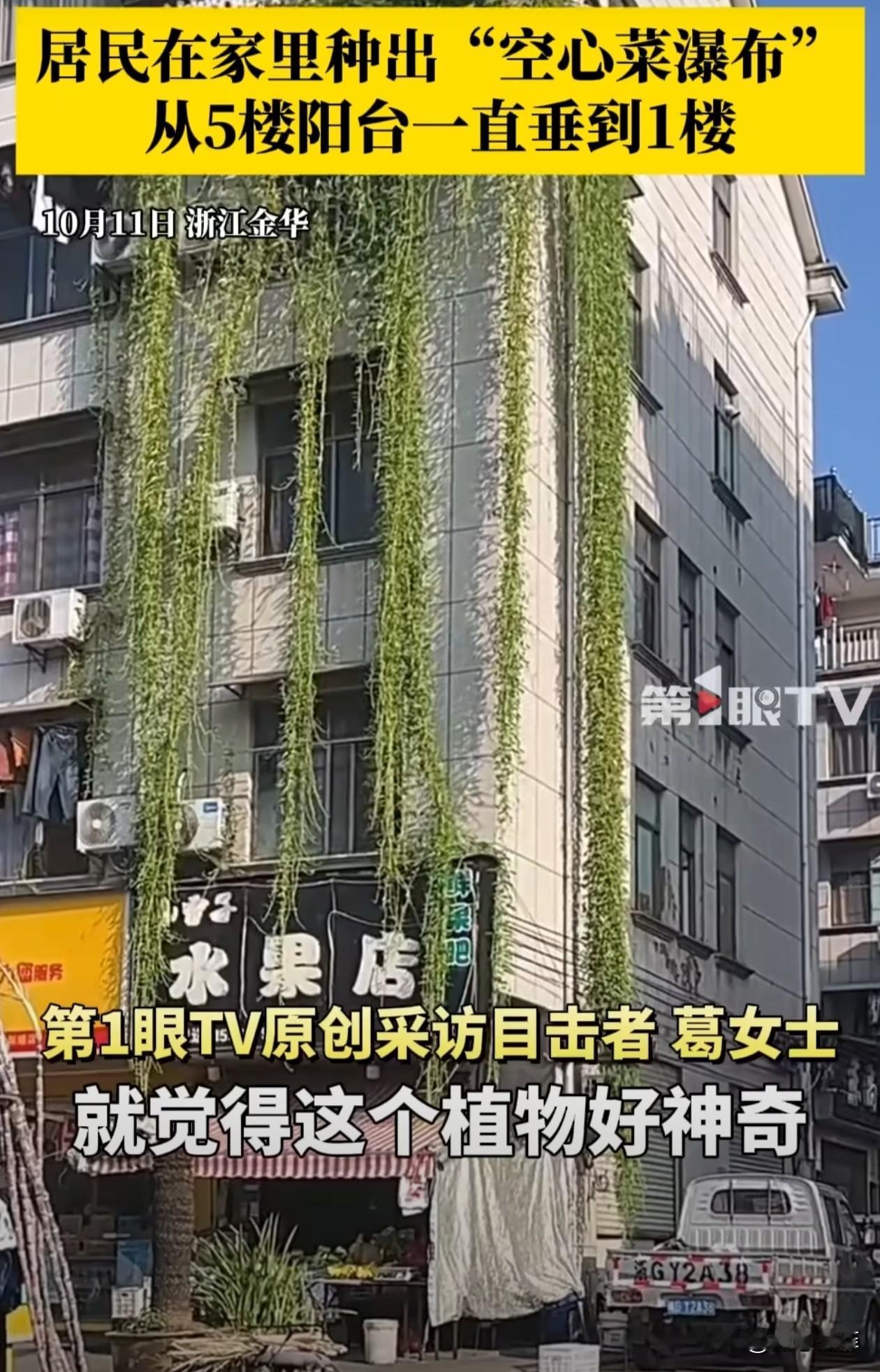 女子接孩子放学，路过一栋居民楼时，发现了一个奇特的景象，绿色的藤蔓从5楼阳台一直
