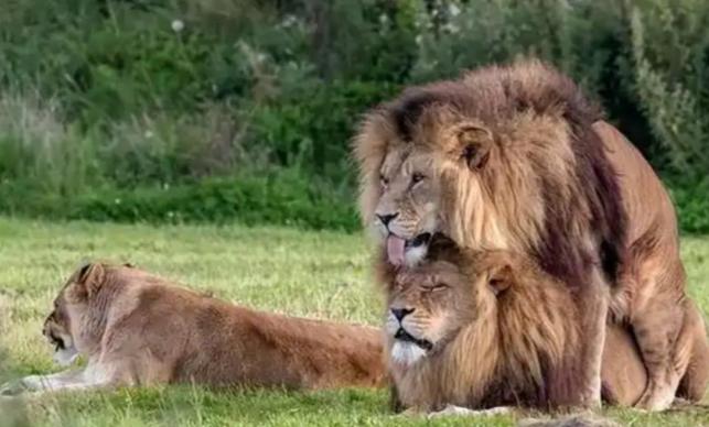 大自然是怎样防止近亲繁殖的？动物近亲繁殖有什么危害？1962年的东非，恩戈