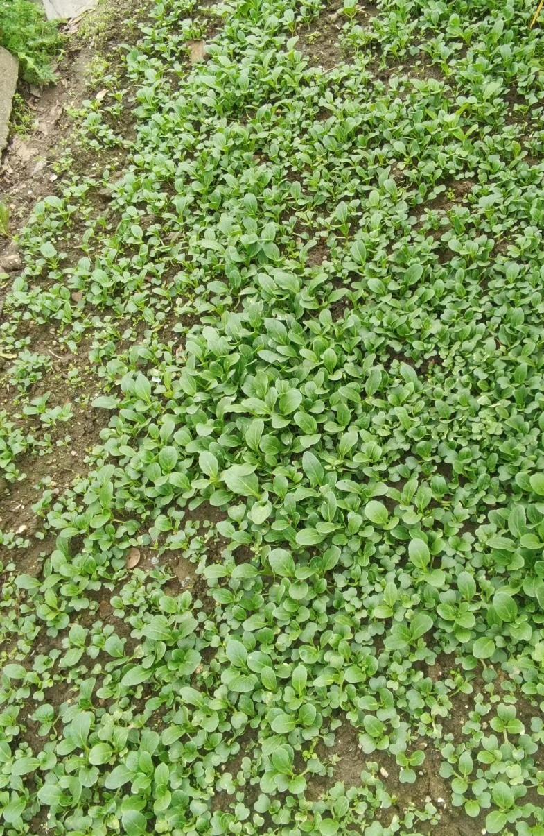 晒晒菜园里种的菜菜园里的菠菜已经快开花了，种菜的快乐不仅仅是吃。