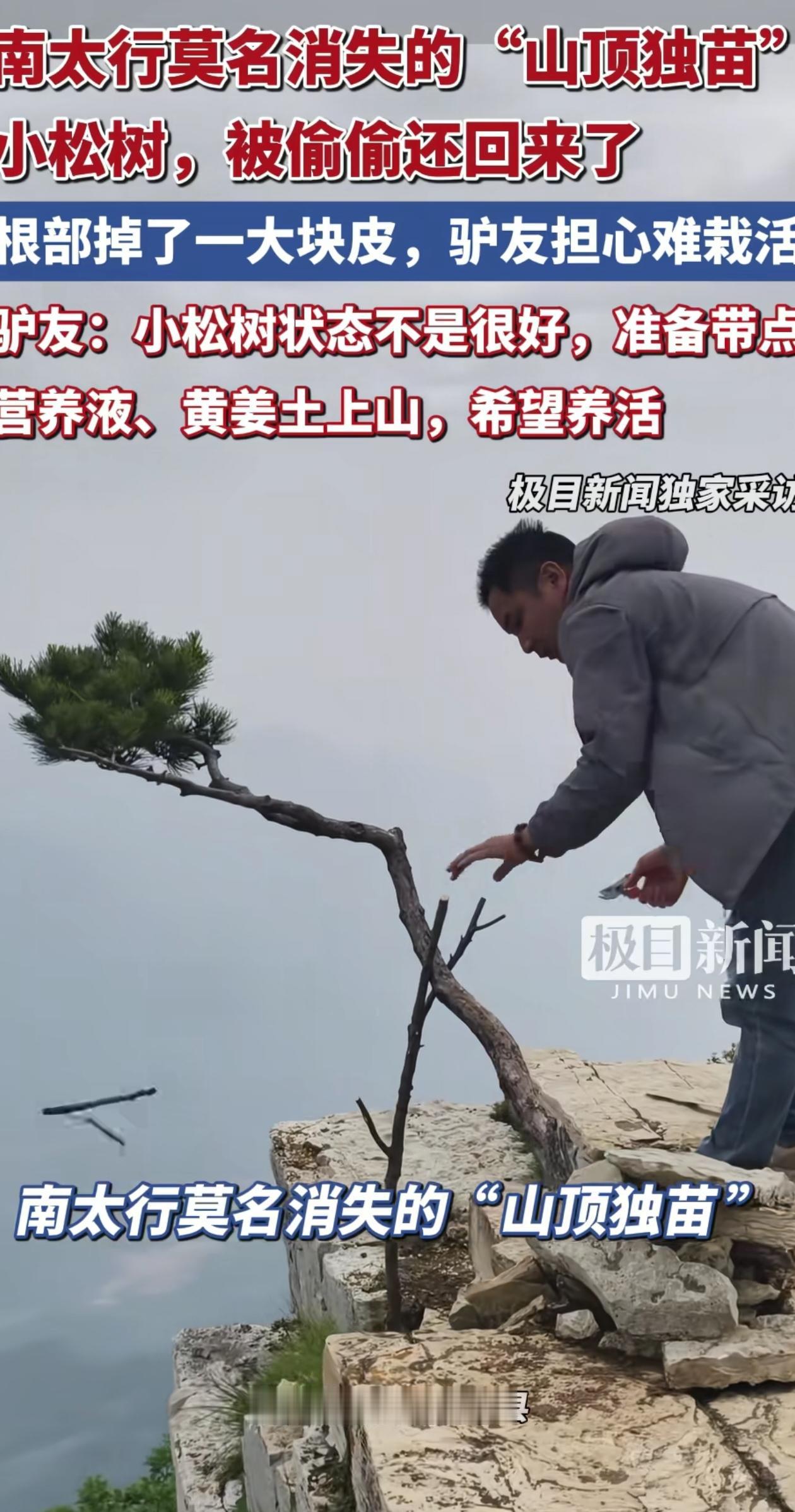“迷途知返！”河南新乡，南太行山顶上有棵小松树，虽然孤零零长在悬崖边，但特别有精