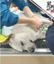 台州宠物狗烘干2小时死亡：1万元赔偿堵不住的，是对生命的漠视“它才1岁，上