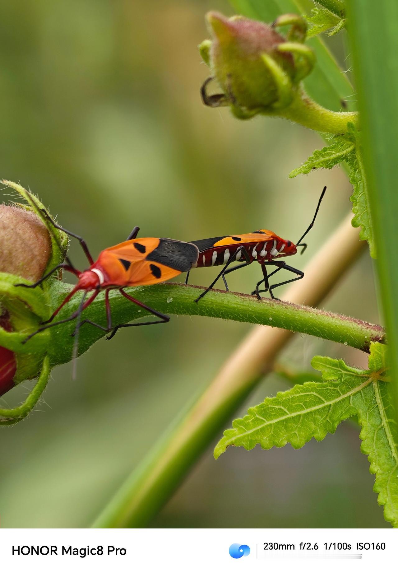 还是村里比较好玩荣耀Magic8pro数码科技