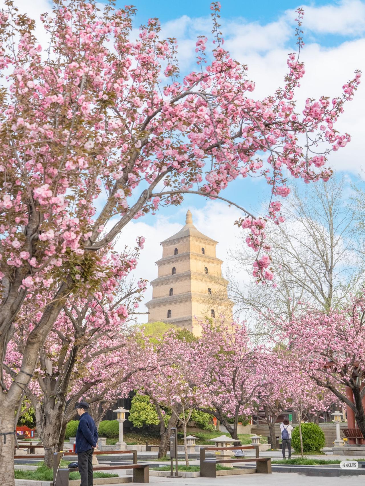 春天的西安，是万万次的春和景明春风一吹，西安便成了长安有了千万种温柔的模样