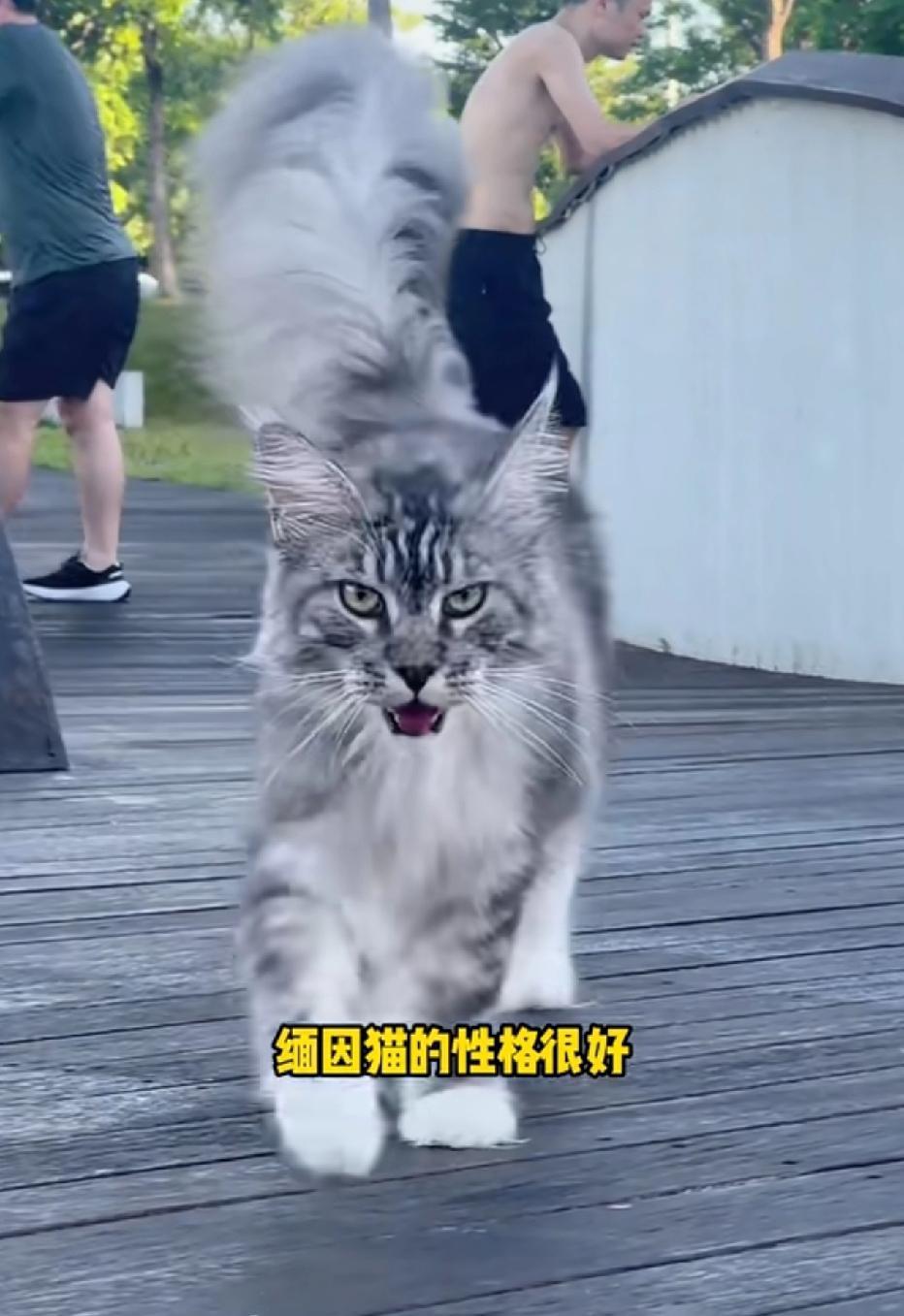 缅因猫，长着最为霸气的脸庞，却做着最为粘人的事儿。都说养猫的终极目标是拥有一只缅