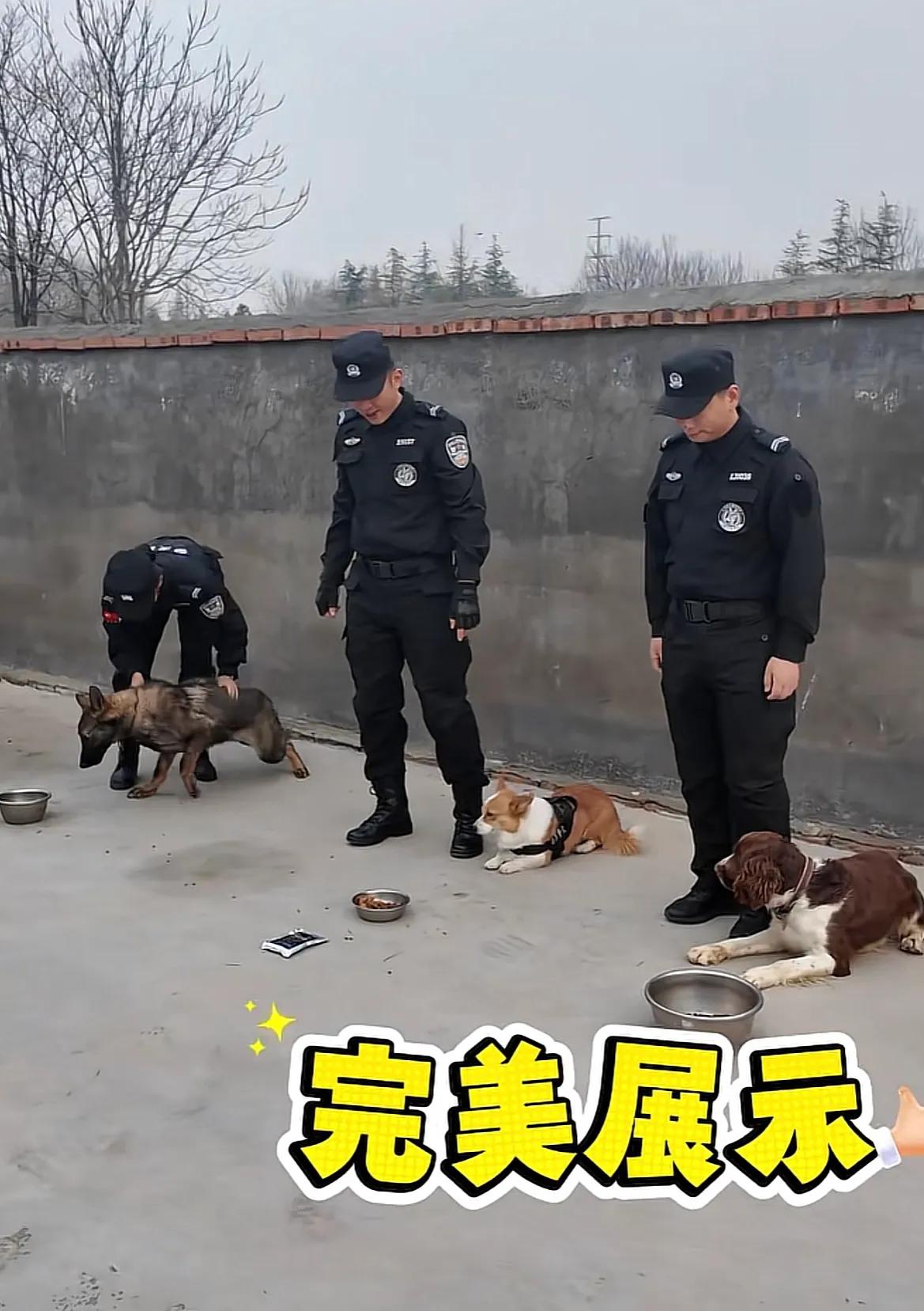 山东潍坊，曾经因为抢小朋友烤肠，而背了一个处分的警犬福仔，与队友朱乐和核桃，一起