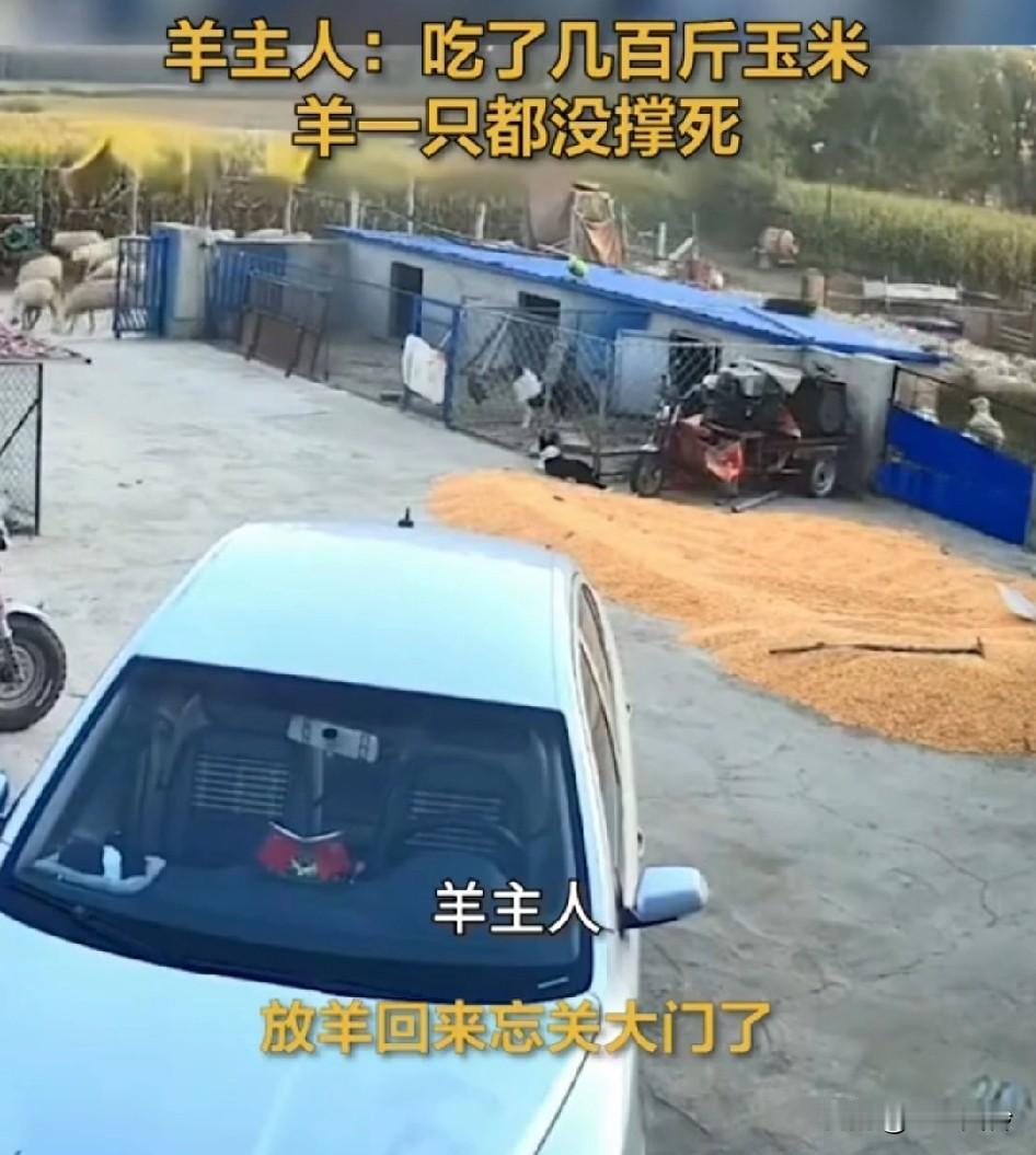 羊没事，羊一个也没撑死，合着你撵羊是怕撑死呗，羊主人:吃了几百斤玉米，羊一只没撑