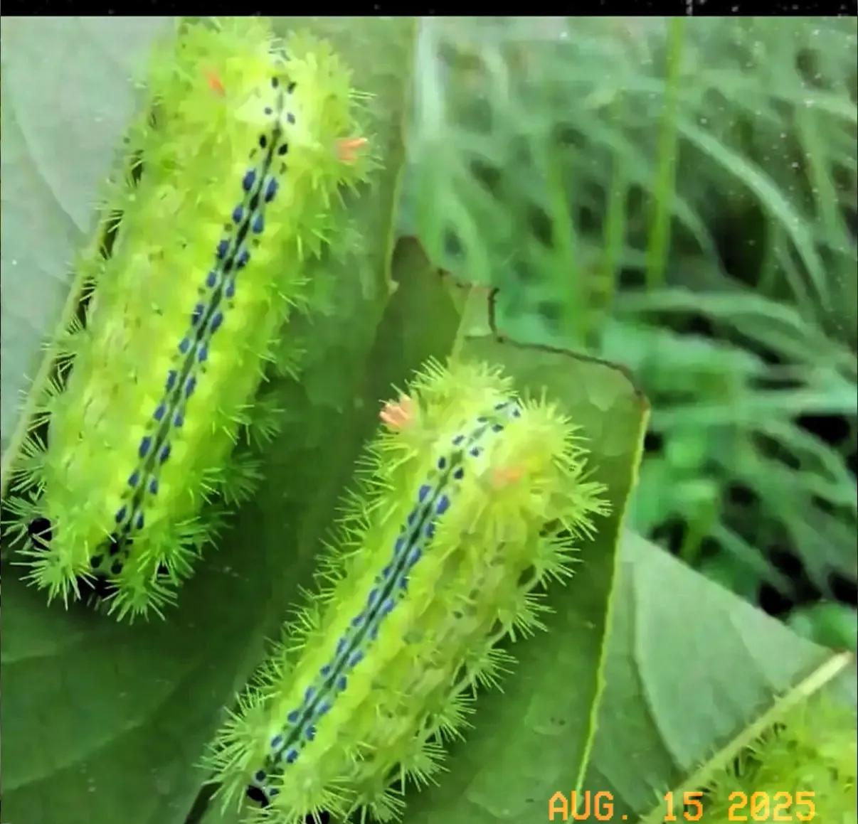 我敢打赌，就这种小东西，有98%以上的人叫不出它的名字。在我们老家，特别是夏末
